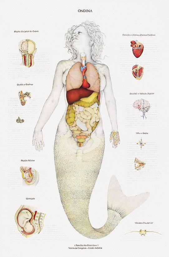 anatomia_sirena